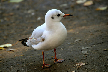 seagull on the sand