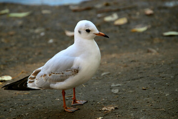 seagull on the beach