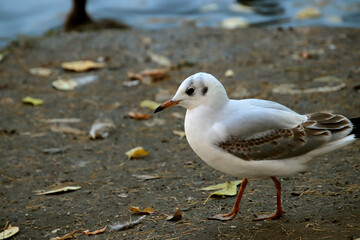 seagull on the beach