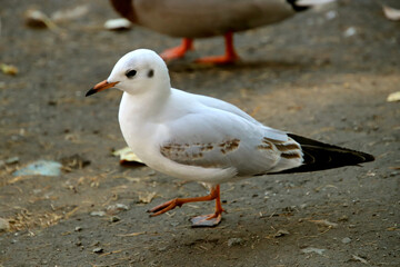 Fototapeta premium seagull on the beach