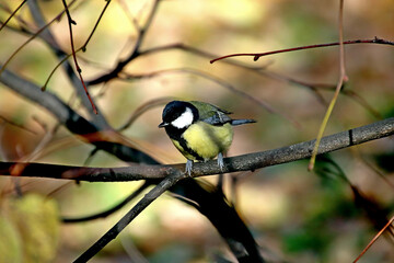 bird on a branch
