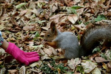 squirrel eating nut