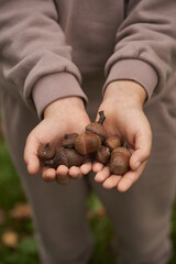 Child Holding Acorns, Fall Concept Holding Handfuls of Acorns, Hands with Acorns Shot From Above.