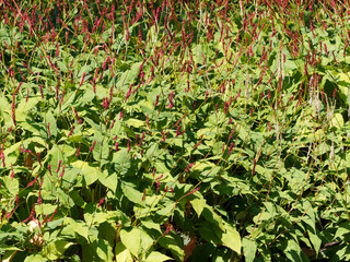 Touffes buissonnantes de persicaires amplexicaules ou renouées ornementales à fleurs roses,...