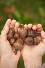 Child Holding Acorns, Fall Concept Holding Handfuls of Acorns, Hands with Acorns Shot From Above.