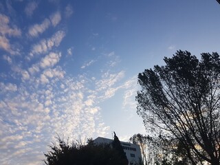 white cloud and tree