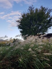 Reeds shaking under the wind with clear sky