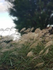 Reeds shaking under the wind with clear sky