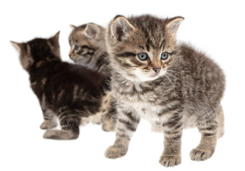 Small kitten isolated on a white background.