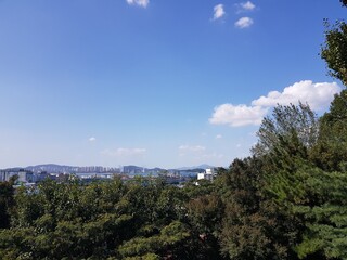 forest under clear white sky