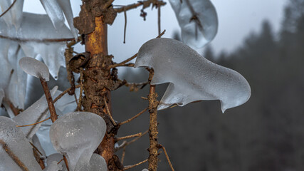 Ice covered tree branch. Ice storm.