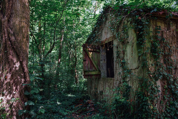 une maison abandonnée dans la forêt. une cabane de l'horreur dans les bois. Une vieille maison abandonnée couverte de lierre dans la forêt