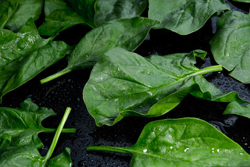 Fresh spinach with rotating on black background.
