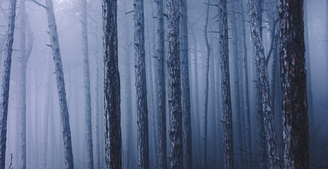 morning in the foggy forest