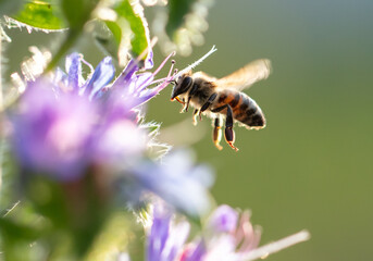 A bee collects honey on blue flowers
