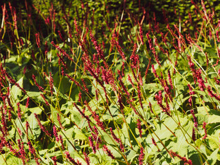 (Persicaria amplexicaulis) Persicaire amplexicaule ou renouée ornementale à épis floraux ou...