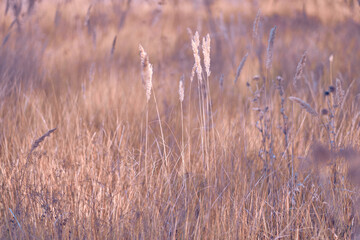 Soft focus blurred background image of Sunrise in field. Autumn rural landscape with fog, sunrise and blossoming meadow. Wild grass blooming on Sunrise. Samara, Russia.