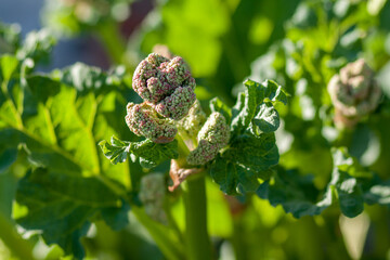 Green spring rhubarb in bloom  background