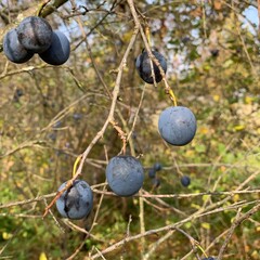 blueberries on the bush