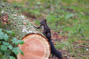 Sciurus vulgaris, veverka obecná se zásobuje na zimu