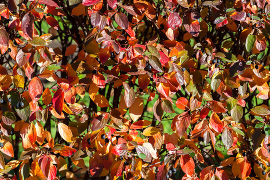 Colorful multicolor autumn orange golden, red and green leaves on  bush with berries for outdoor full size background or wallpaper