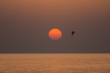 bird during sunrise on the sea on vacation