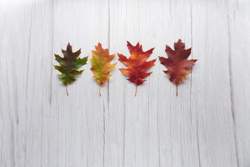 Naklejka na ściany i meble Gradient autumn leaves in a row isolated on white wooden background. Seasonal, minimal, autumn card, thanksgiving texture, fall background, season change concept. Flat lay, top view, copy space...
