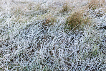 Grass with morning frost in autumn. Beginning of winter concept.