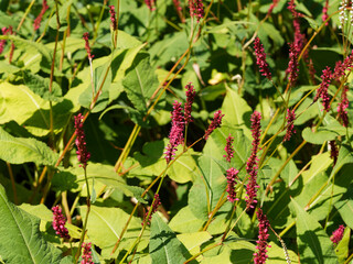 Persicaria amplexicaulis | Persicaire amplexicaule ou renouée ornementale aux fleurs en épis rose carminé et grandes feuilles de forme variable, pointues, vert moyen à foncé à la base des tiges floral