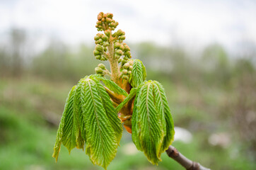 Young green shoots on the tree in spring. Free space for inscription.