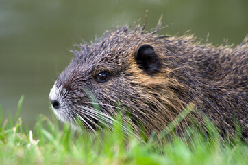 Sciurus vulgaris, veverka obecná se zásobuje na zimu