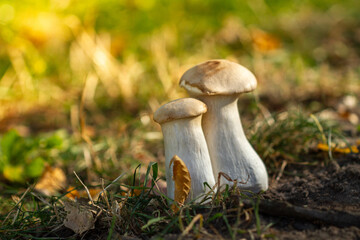 Steppe white mushroom -pleurotus eryngii, shot close-up, tasty edible healthy mushroom, autumn...