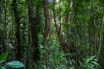 Forest, Oahu, Hawaii
