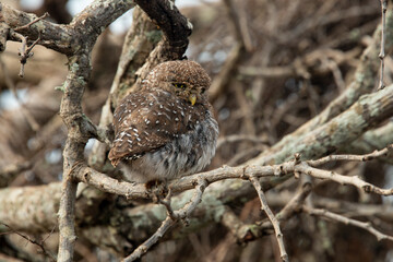 Chevêchette perlée, Glaucidium perlatum, Pearl spotted Owlet