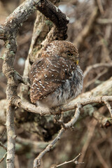 Chevêchette perlée, Glaucidium perlatum, Pearl spotted Owlet