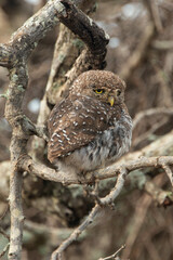 Chevêchette perlée, Glaucidium perlatum, Pearl spotted Owlet