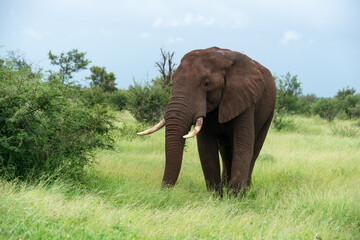 Fototapeta premium Éléphant d'Afrique, Loxodonta africana, Parc national Kruger, Afrique du Sud