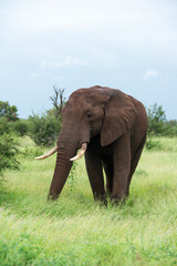 Fototapeta premium Éléphant d'Afrique, Loxodonta africana, Parc national Kruger, Afrique du Sud