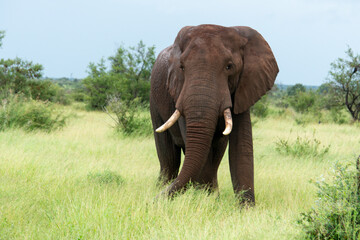 Fototapeta premium Éléphant d'Afrique, Loxodonta africana, Parc national Kruger, Afrique du Sud