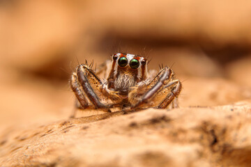 Macro of the Jumping spiders on a brown leaf in  the garden. Close up of The Salticidae spider on dry leaf with green eyes.