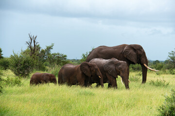 Naklejka premium Éléphant d'Afrique, Loxodonta africana, Parc national Kruger, Afrique du Sud