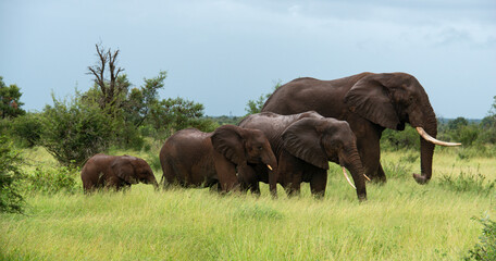 Naklejka premium Éléphant d'Afrique, Loxodonta africana, Parc national Kruger, Afrique du Sud