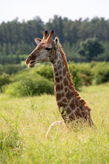 Girafe, Giraffa Camelopardalis, Parc national Kruger, Afrique du Sud