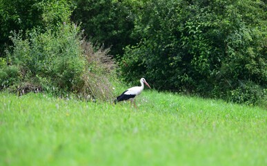 Obraz na płótnie Canvas White stork looking for food on green meadow in spring 