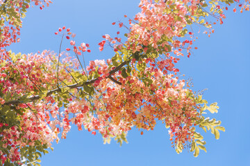 Rainbow shower tree, Honolulu, Oahu, Hawaii