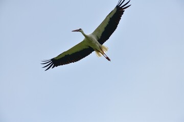 A stork with outstretched wings flies in the blue sky