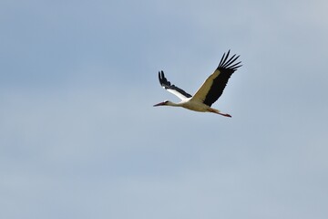 White stork migrates to warm countries for winter