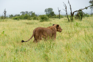 lion, femelle, lionne, Panthera leo, Afrique
