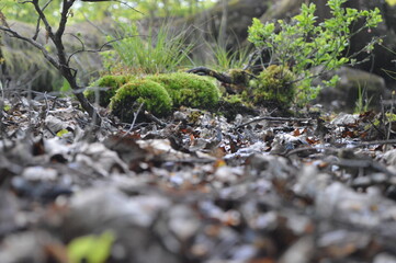 moss on the land
