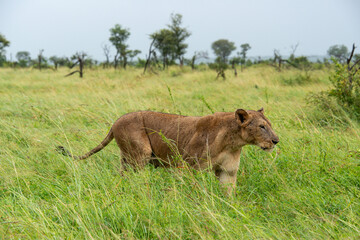 Fototapeta na wymiar lion, femelle, lionne, Panthera leo, Afrique